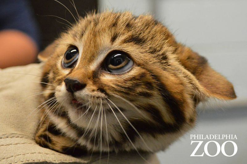 Illustration for article titled ZOMG UPDATE ON BABY BLACK-FOOTED DRAGON CATS